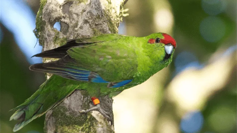 Red Crowned Parakeet