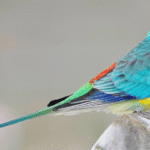 Red-Rumped Parrot