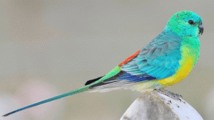 Red-Rumped Parrot