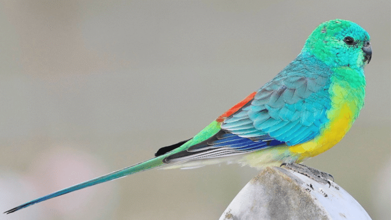 Red-Rumped Parrot