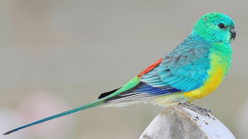 Red-Rumped Parrot