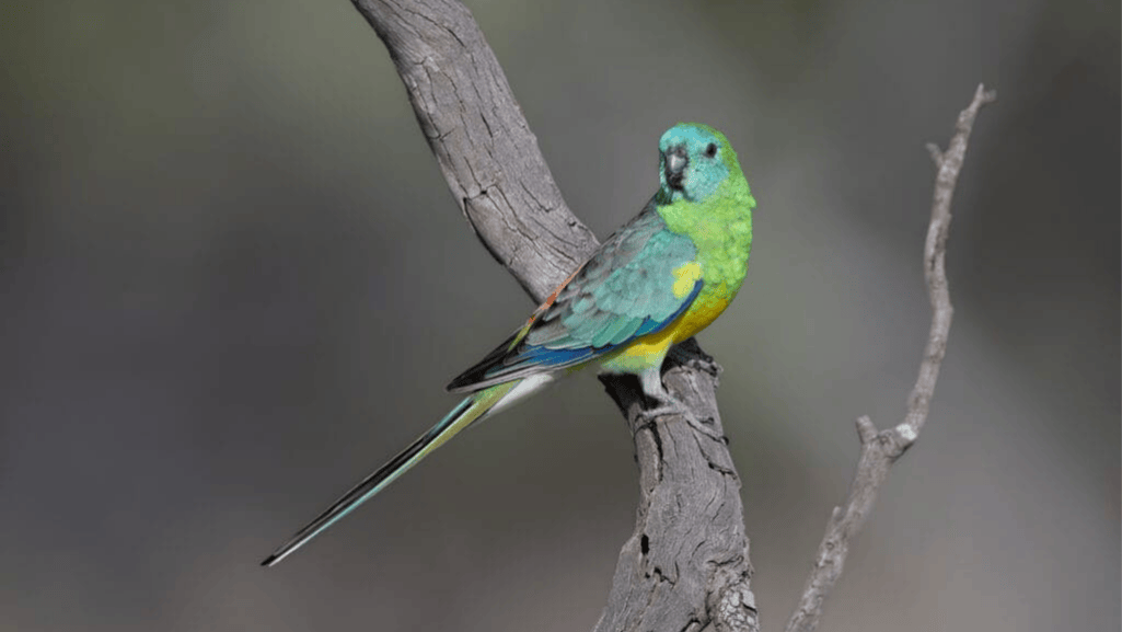 Red-Rumped Parrot