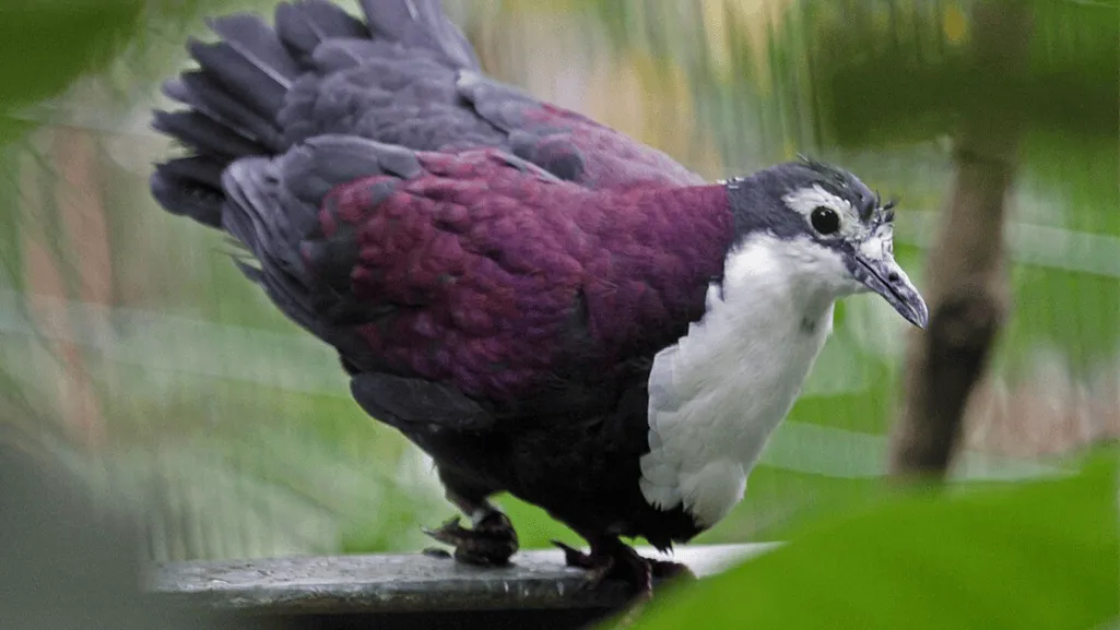 Role of Nesting Sites in Reproductive Success