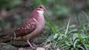 Ruddy Quail-Dove