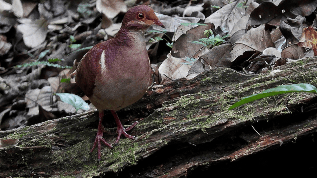 Ruddy Quail-Dove Conservation