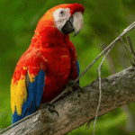 Scarlet Macaw