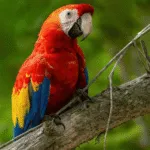 Scarlet Macaw