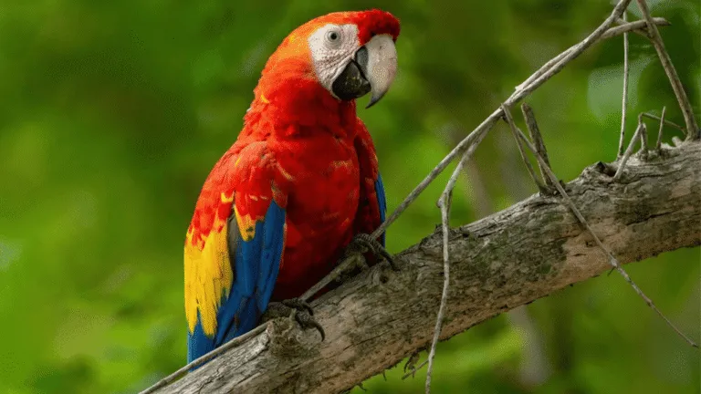 Scarlet Macaw