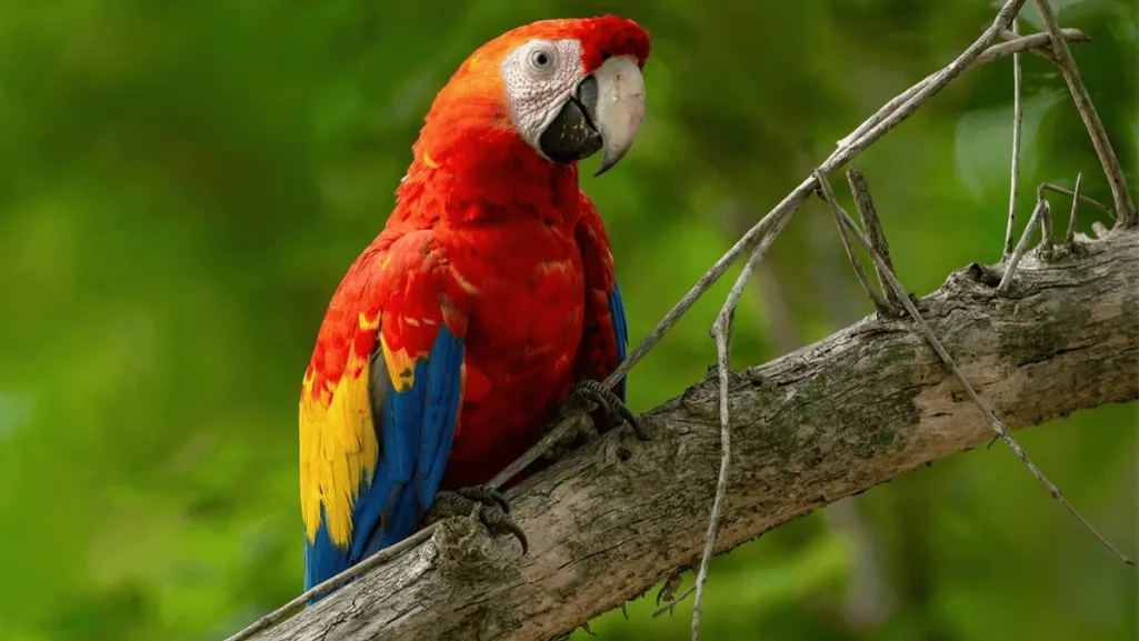 Scarlet Macaw