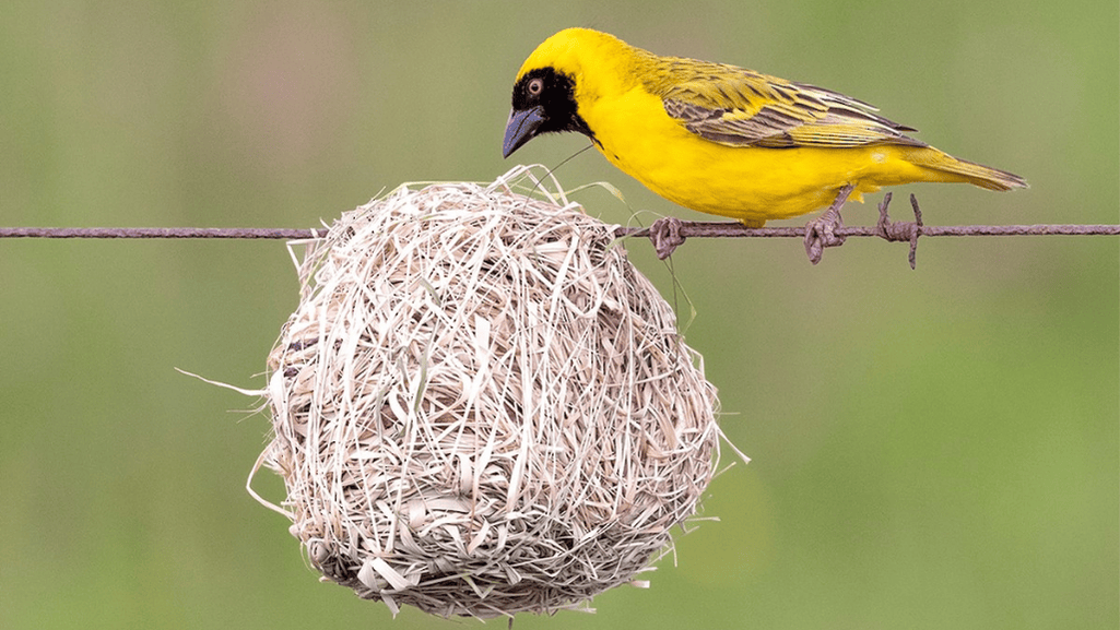 The Breeding Cycle of the Yellow Weaver Finch