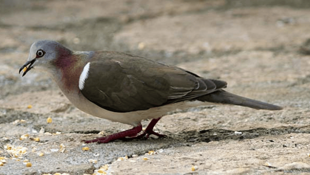 The Diet of the Caribbean Dove