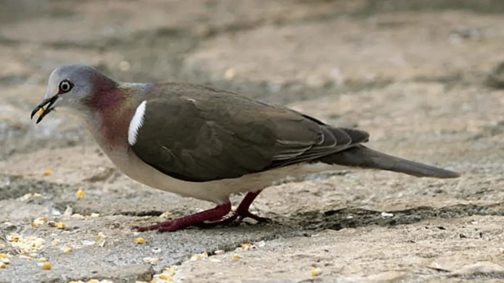 The Diet of the Caribbean Dove