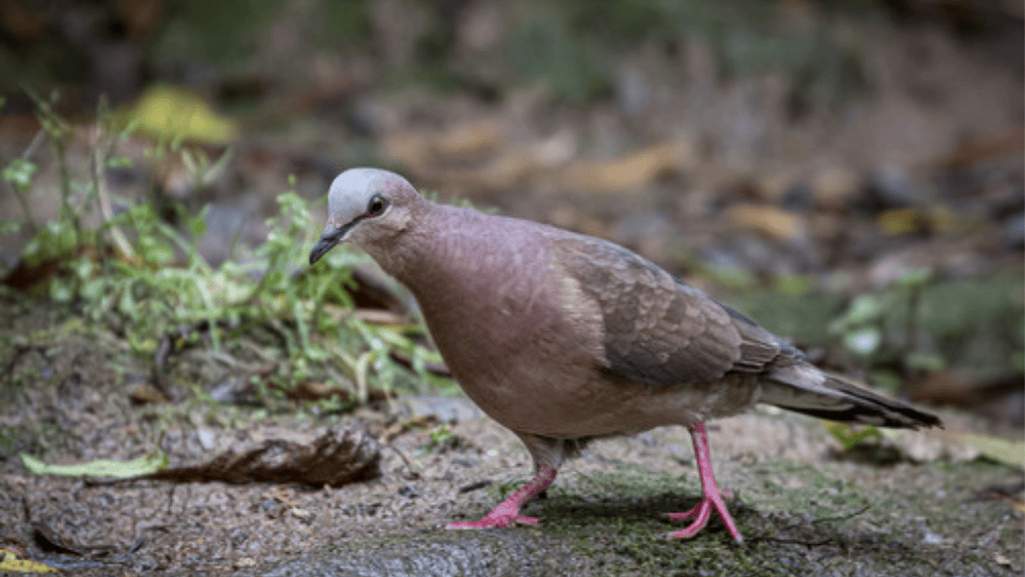The Grey-fronted Dove in Birdwatching