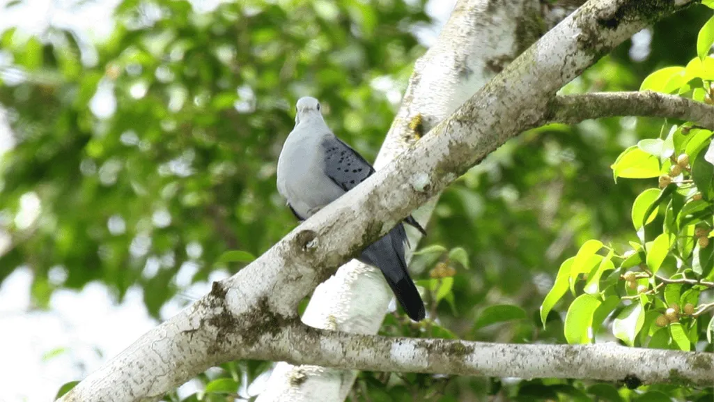 The Rarity of the Blue-eyed Ground-dove Discovery