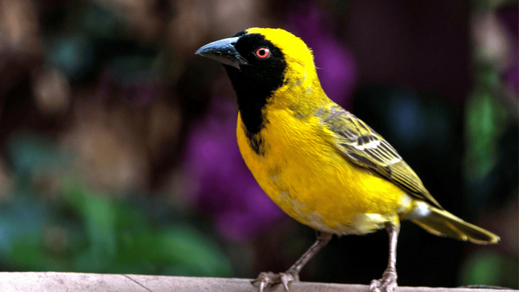 The Significance of Nest Location for the Yellow Weaver Finch