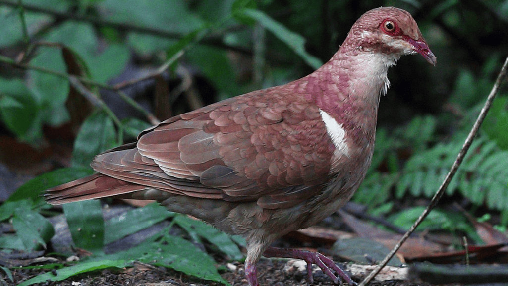 The Unique Beauty of the Ruddy Quail-Dove