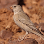 Trumpeter Finch