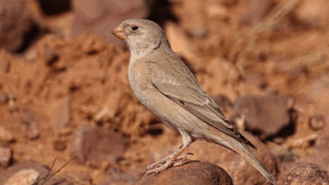 Trumpeter Finch