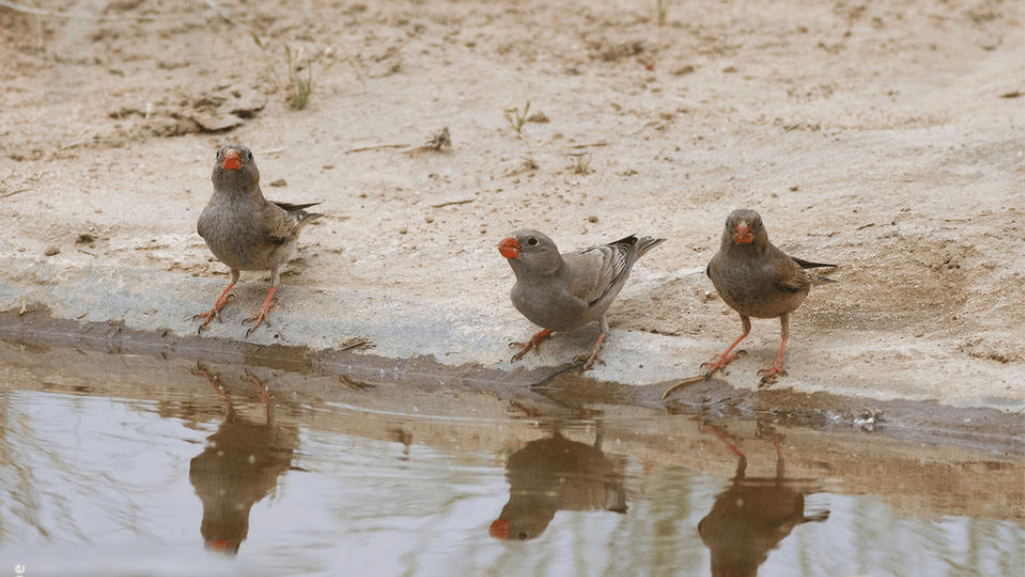 Trumpeter Finch Breeding Behavior