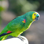 Turquoise Fronted Amazon