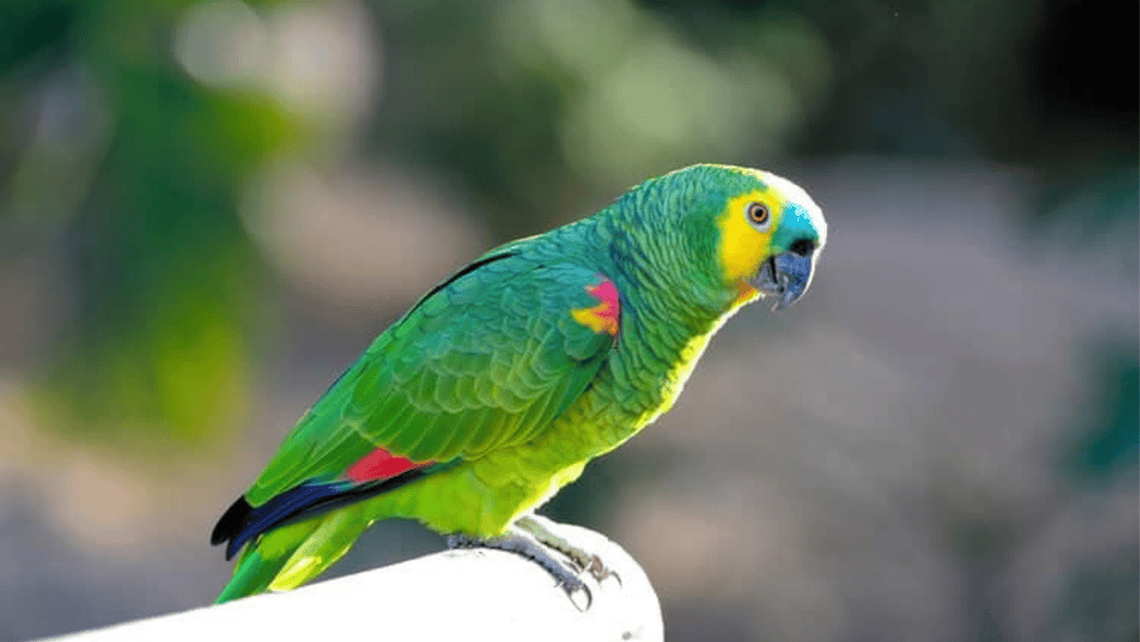 Turquoise Fronted Amazon