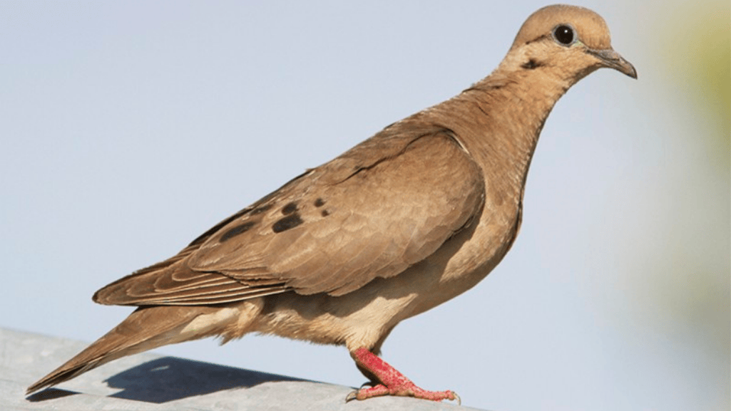 Understanding the Eared Dove Habitat
