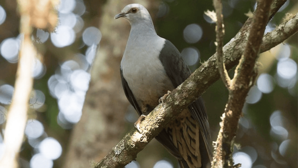 Understanding the Sombre Pigeon’s Behaviors