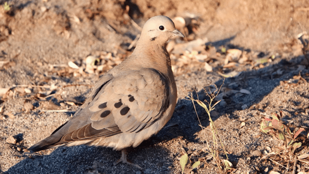 Unique Physical Characteristics of the Eared Dove