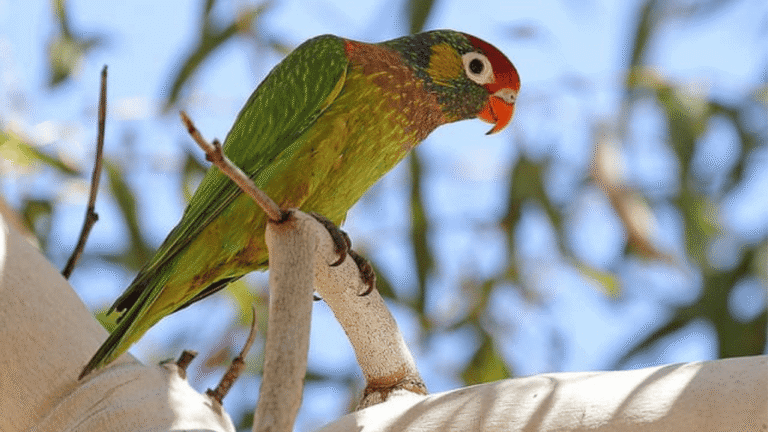 Varied Lorikeets