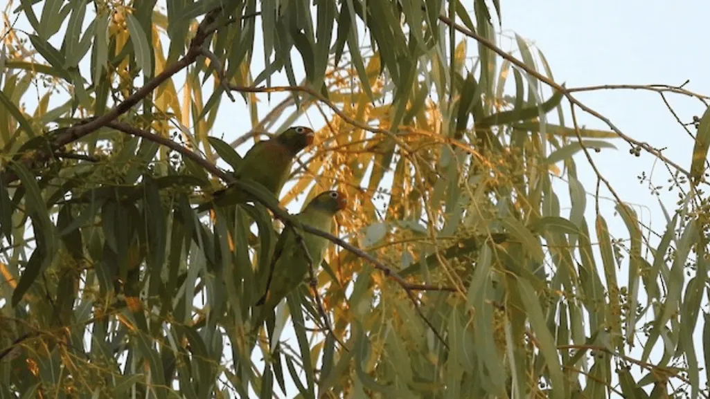 Varied Lorikeets