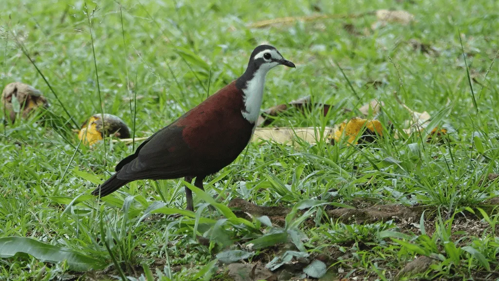 White-fronted Dove Breeding Season
