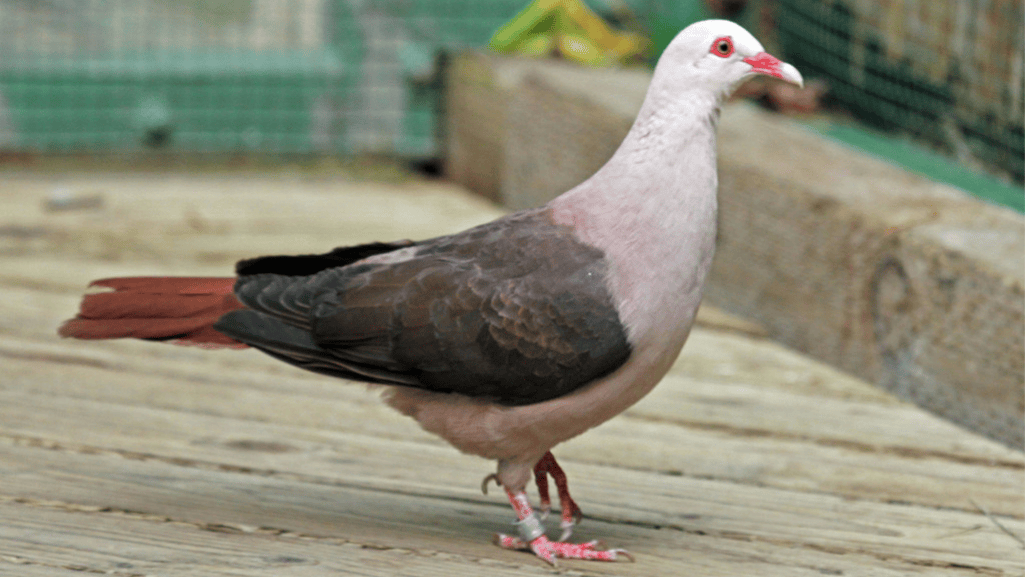 Why the Pink Pigeon is back in the news
