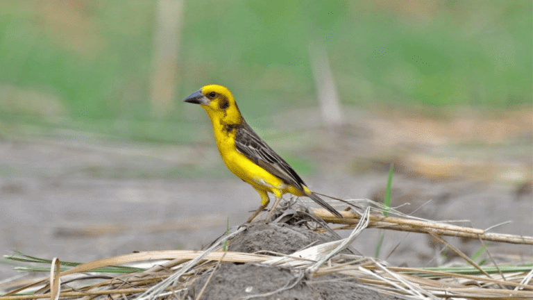 Yellow Weaver Finch