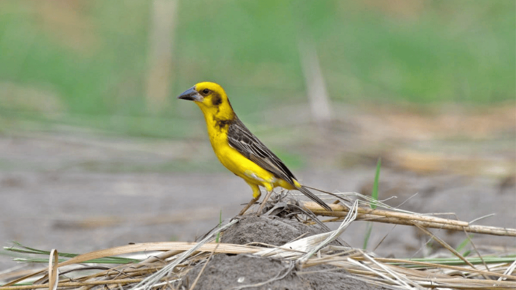Yellow Weaver Finch