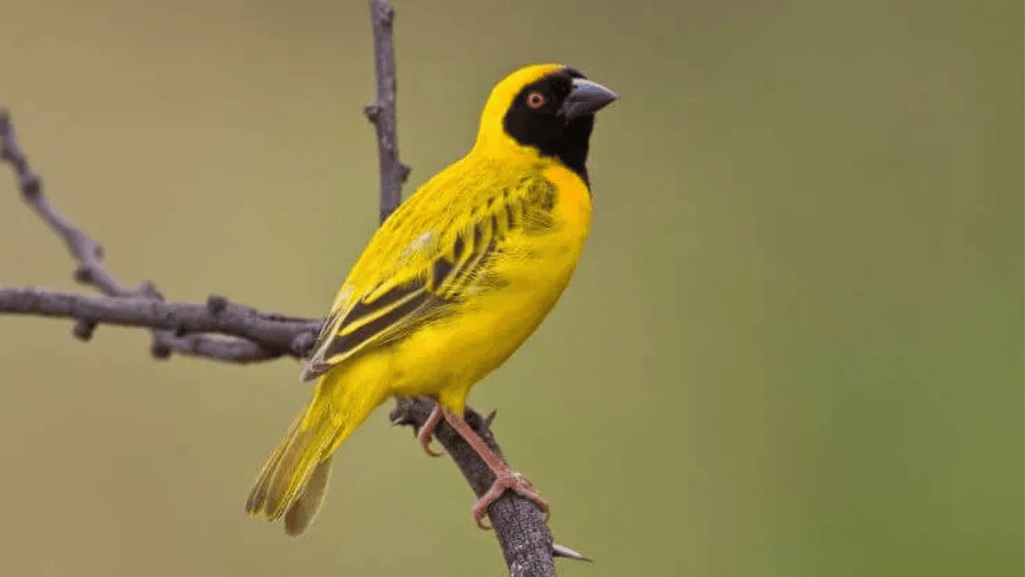 Yellow Weaver Finch