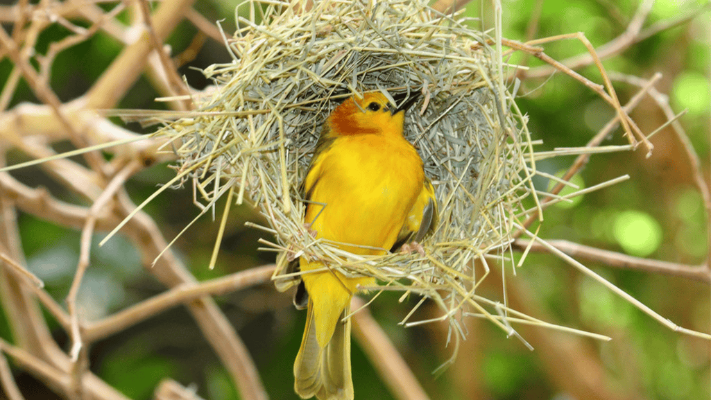 Yellow Weaver Finch