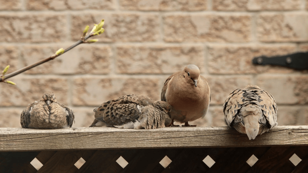baby dove temporary home