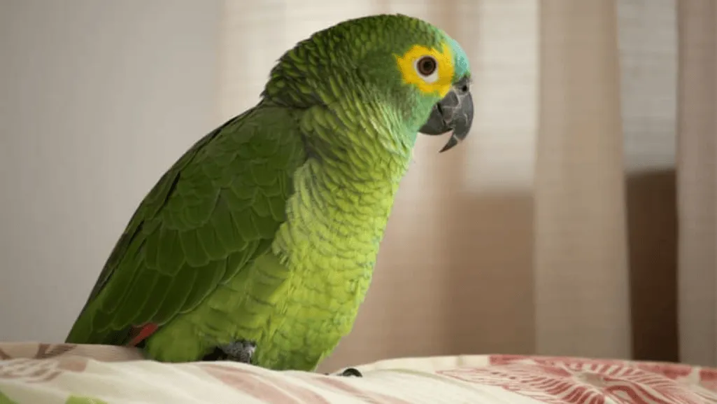 blue-fronted amazon blue-fronted amazon