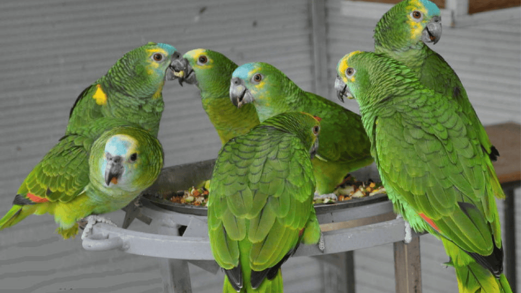 blue-fronted amazons