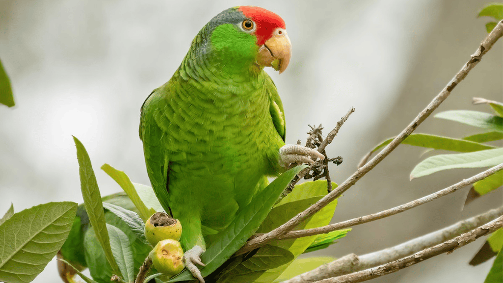 calls and vocal behavior