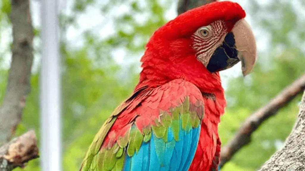 conservation scarlet macaw
