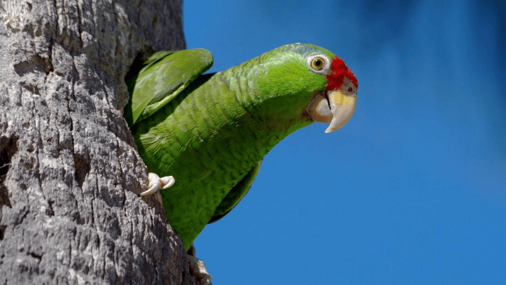 cyanoramphus novaezelandiae