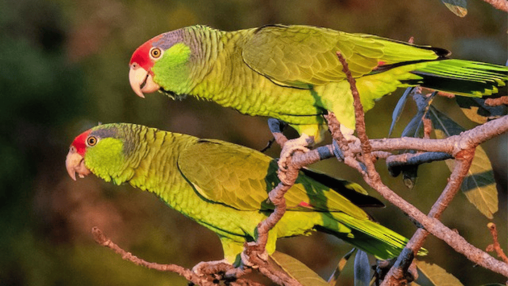 diet red-crowned parakeet