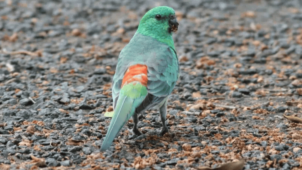 ground feeding birds