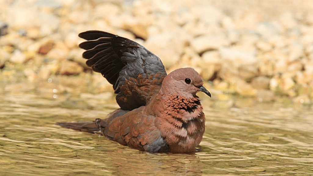laughing dove western australia