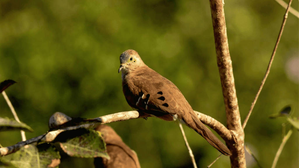 red list long-tailed ground dove