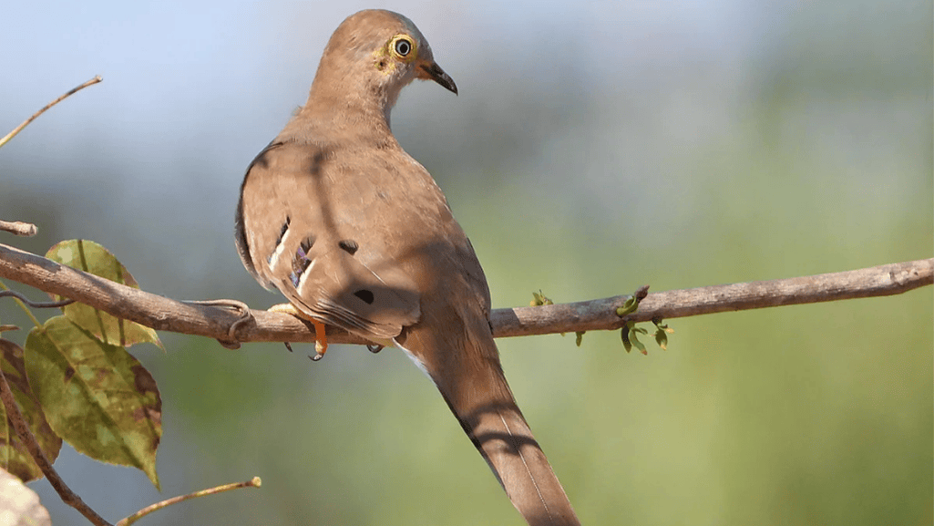 long-tailed ground dove