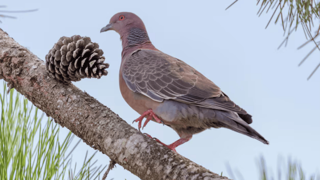 picazuro pigeon range