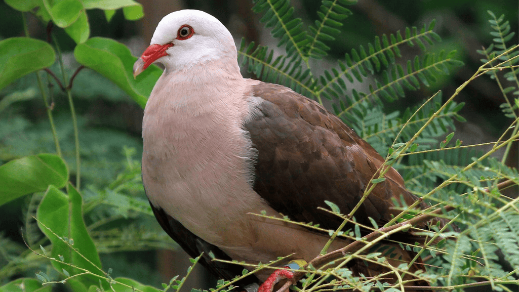 pink pigeon pink pigeon