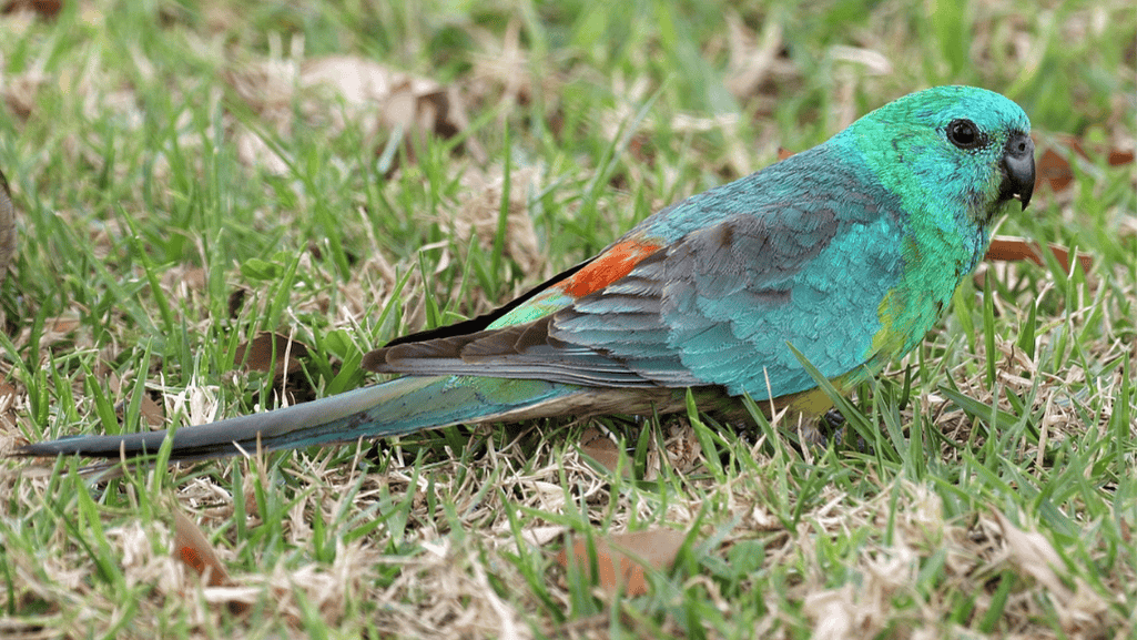 range and habitat parrots